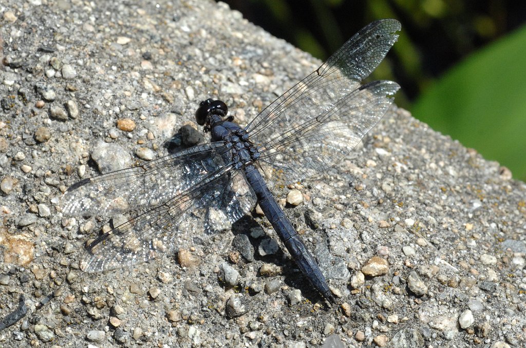 095 2011-08174113 Stony Brook Wildlife Sanctuary, MA.JPG - Slaty Skimmer (Libellula incesta). Stony Brook Wildlife Sanctuary, MA, 8-17-2011